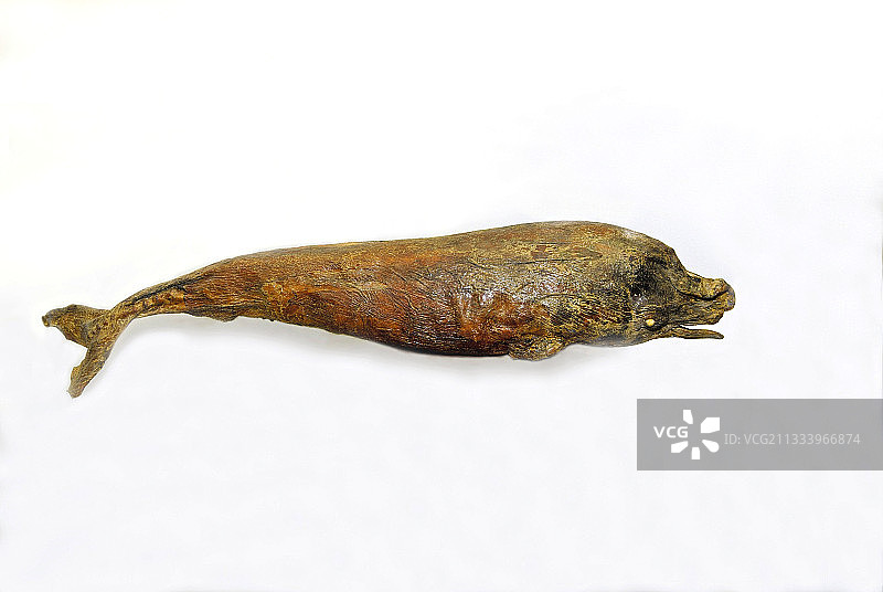 亚速尔群岛拉jes杜皮库捕鲸者博物馆中的抹香鲸胚胎图片素材