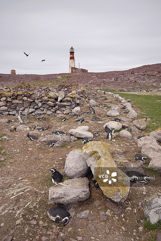 麦哲伦企鹅栖息地，临近废弃灯塔图片素材
