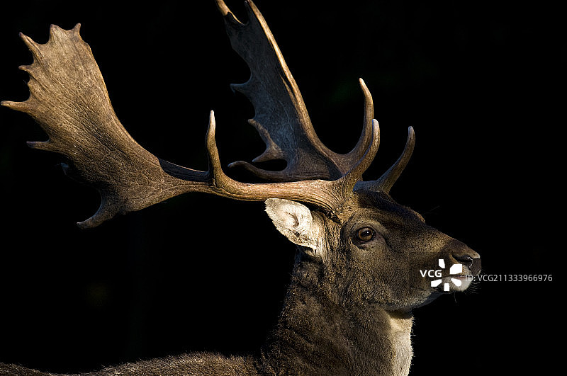 巴伐利亚Veldensteiner Forst公园里的黇鹿图片素材