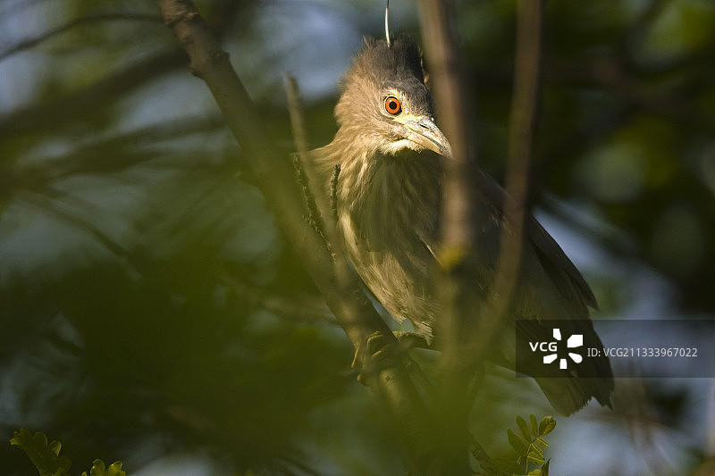 黑冠夜鹭藏匿于灌木丛中图片素材