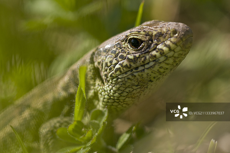 德国巴伐利亚的沙蜥肖像图片素材
