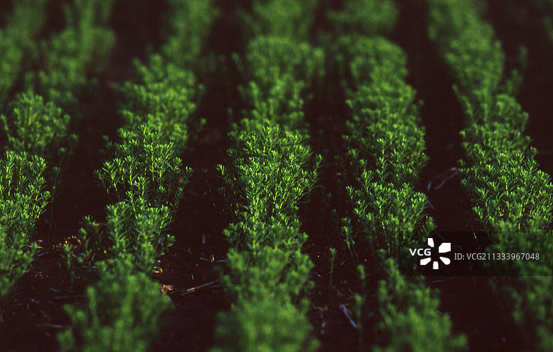 苜蓿嫩芽图片素材