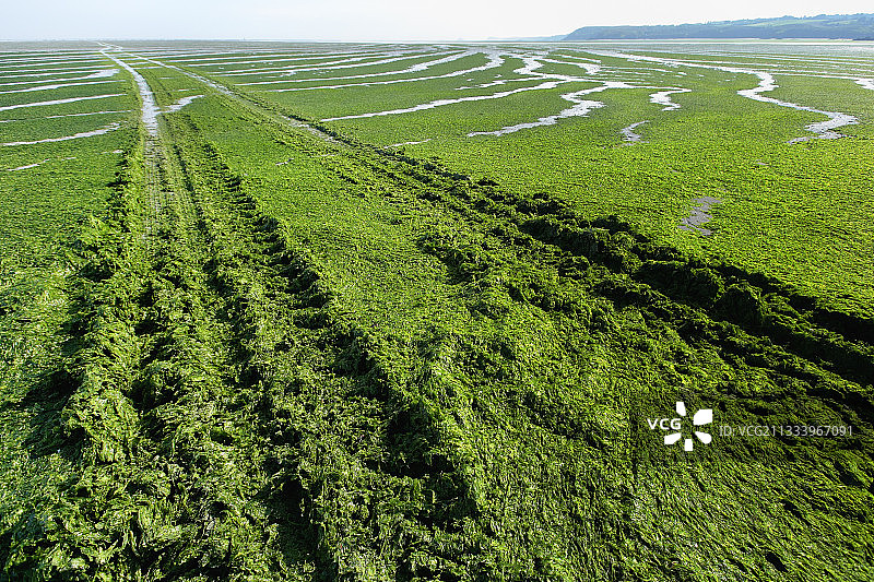 阿摩尔滨海科特迪瓦希利翁邦阿布里海滩的绿潮图片素材