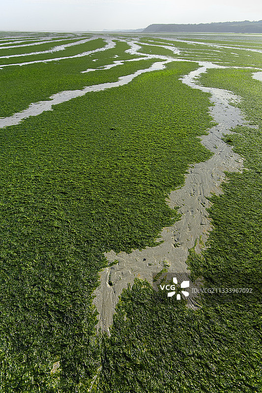 圣布里厄湾的绿潮，阿摩尔滨海省图片素材