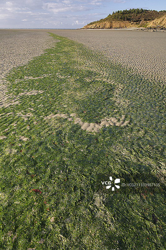 法国圣布里厄湾的绿潮图片素材