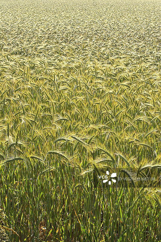 法国科雷兹省布朗赛尔的黑麦田图片素材