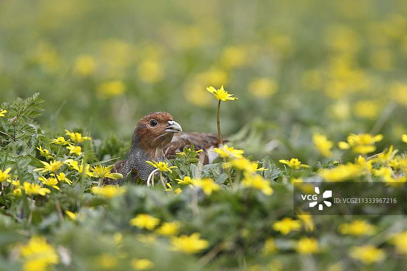 英国灰山鹑图片素材