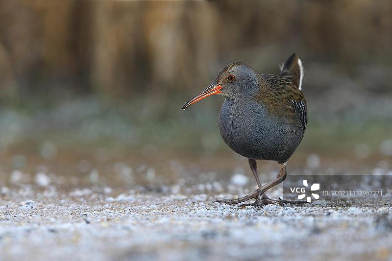 水Rails走在结冰的水坑上，英国图片素材