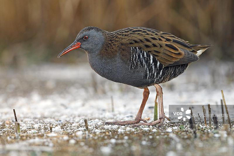 水rail站在结冰的沼泽地，英国图片素材