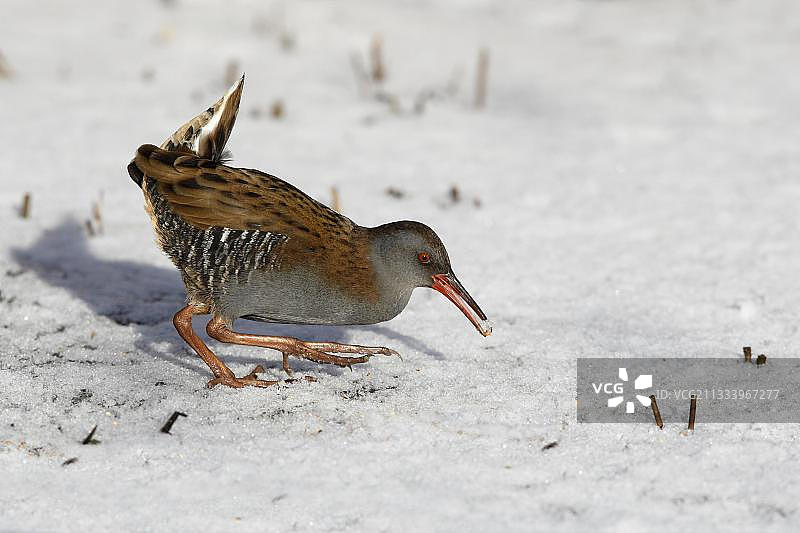 在雪地里觅食的普通秧鸡（英国）图片素材