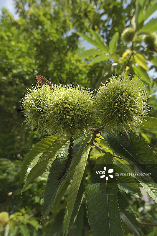 法国佩里戈尔-利穆赞栗树上的昆虫图片素材