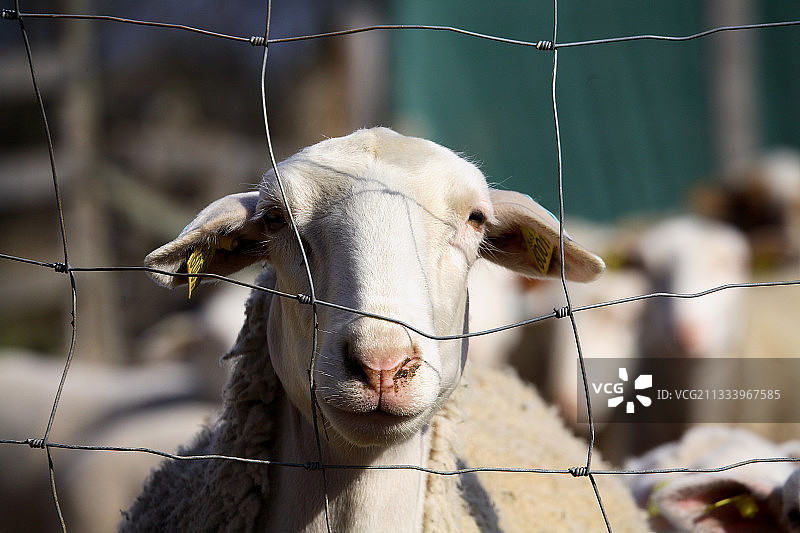 栅栏后绵羊的肖像图片素材
