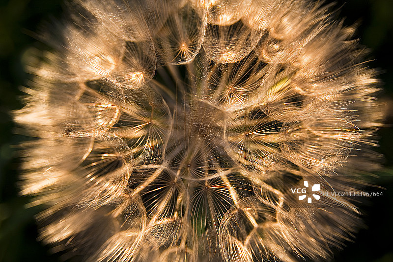 婆罗门参的花序特写图片素材
