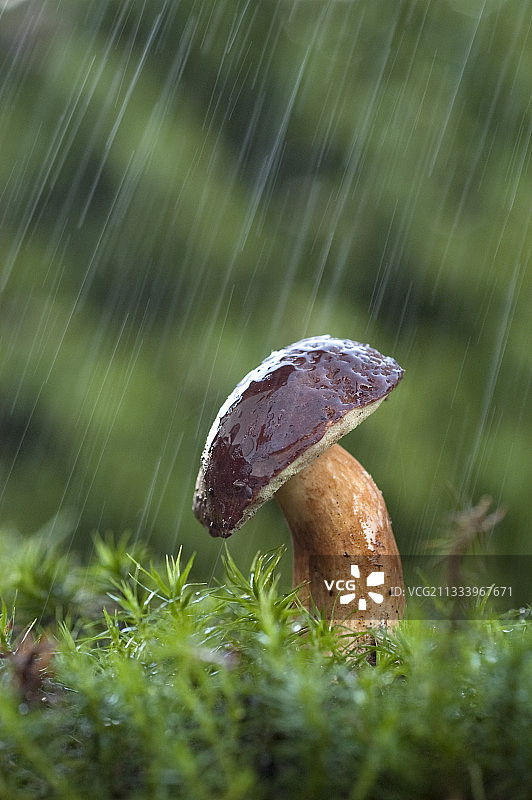 法国雨中的褐绒盖牛肝菌图片素材