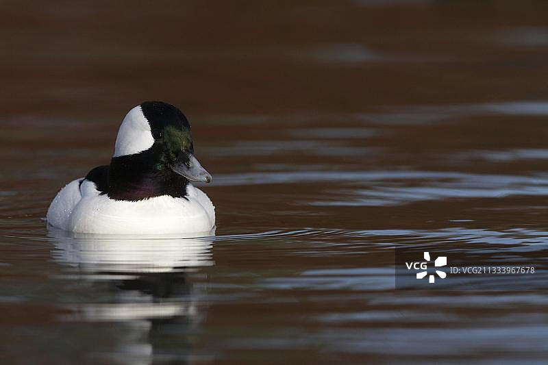 大不列颠冬季游泳的丑鸭图片素材
