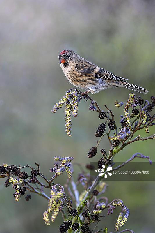 小红雀站立于英国桤木枝图片素材