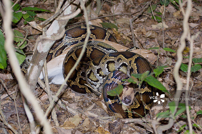 尼泊尔巴迪亚国家公园的亚洲岩蟒与豚鹿图片素材