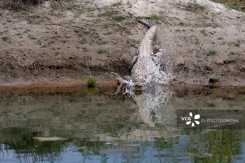 尼泊尔巴迪亚国家公园河流中的宽吻鳄图片素材