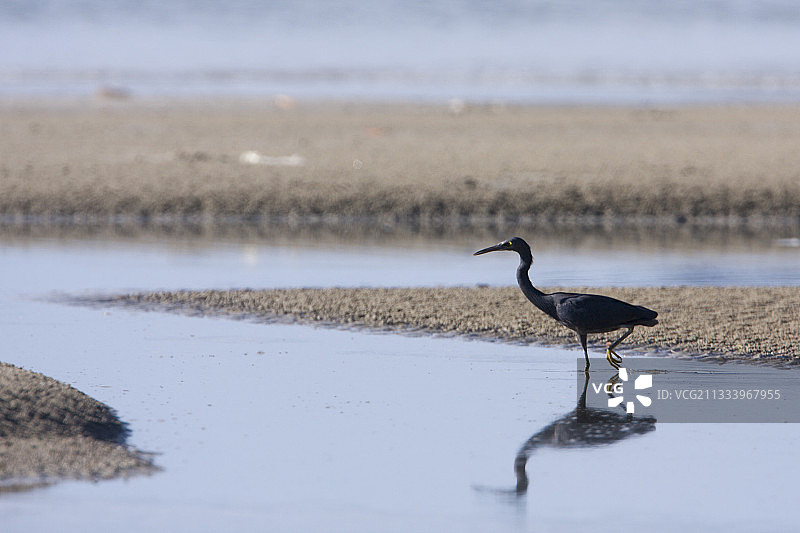 泰国海滩上的太平洋礁鹭图片素材