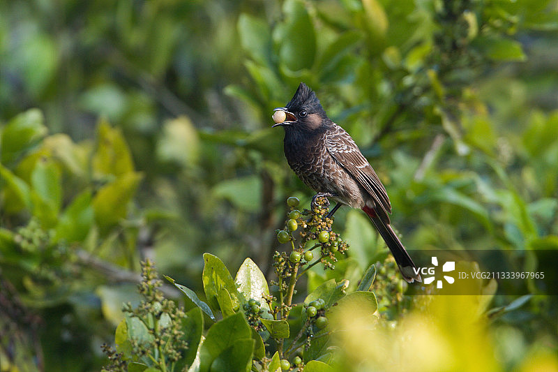 尼泊尔巴迪亚国家公园，枝头上的红臀鹎与果实图片素材
