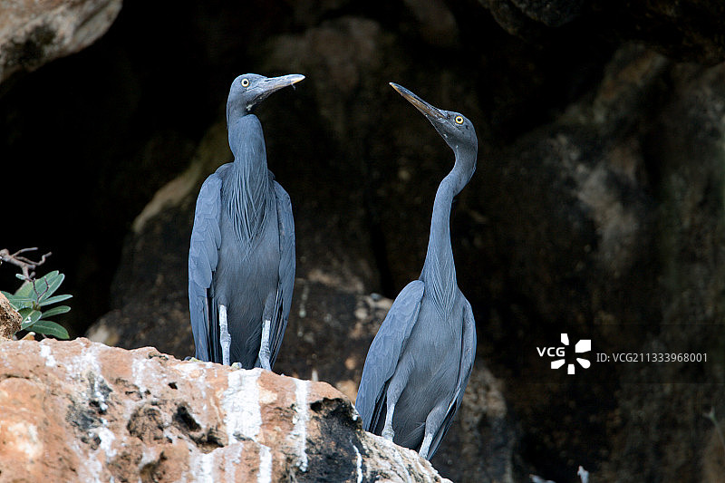 泰国悬崖上的太平洋鹭图片素材