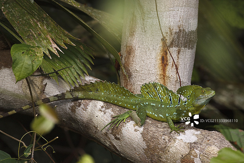 托尔图格罗科斯达黎加树干上的绿色蛇蜥图片素材