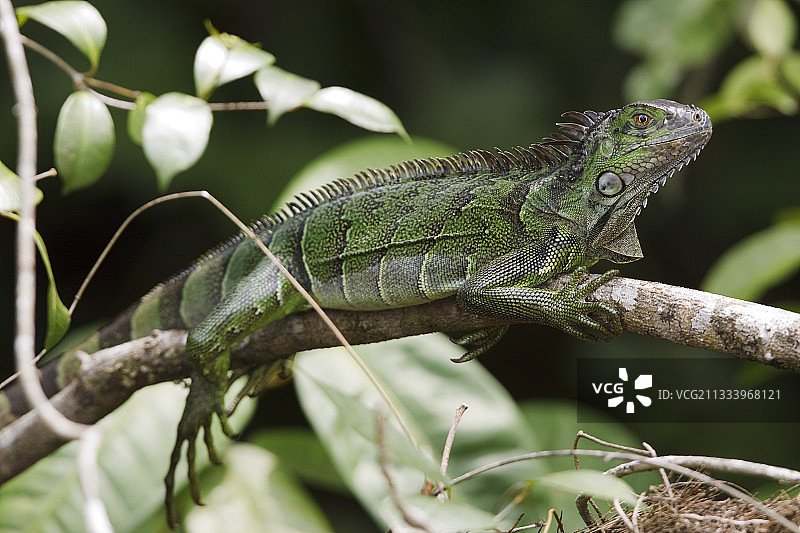 哥斯达黎加托尔图格罗树枝上的绿鬣蜥图片素材