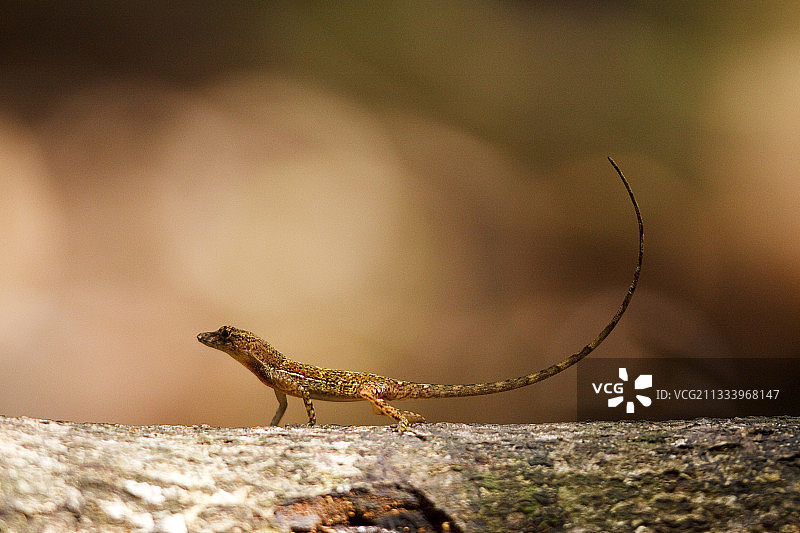 科尔科瓦多国家公园的变色蜥蜴图片素材
