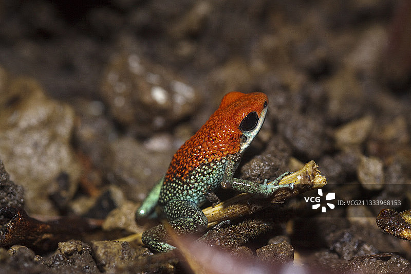 哥斯达黎加科尔科瓦多颗粒毒蛙图片素材