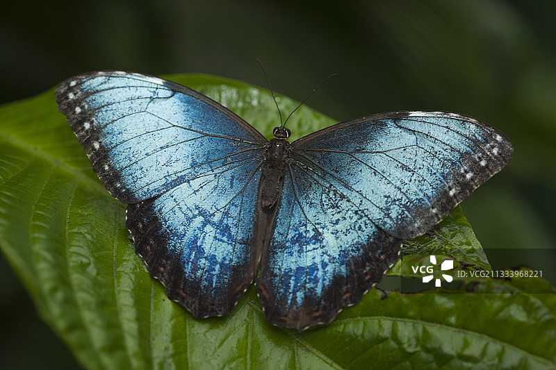 哥斯达黎加巴鲁庄园的树叶上的摩尔福蝶图片素材