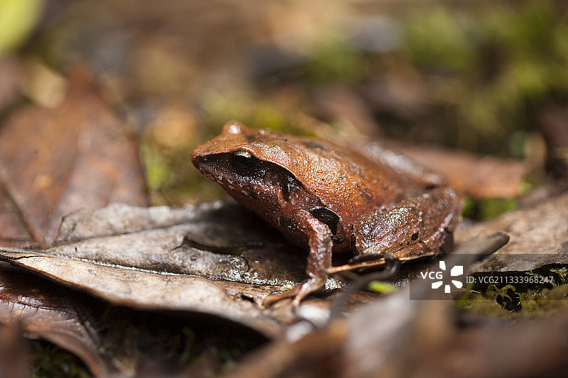 哥斯达黎加热带森林中的树叶上的蟾蜍图片素材