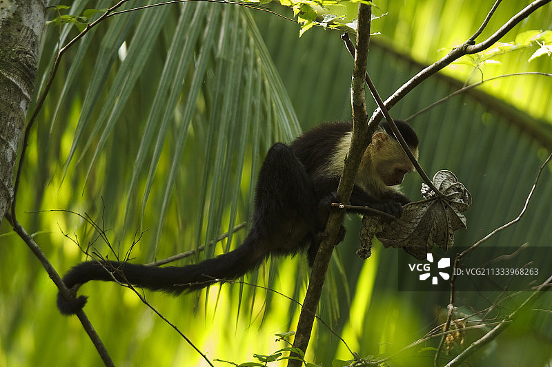 科斯达黎加哈 Hacienda Barù 自然保护区白面卷尾猴图片素材