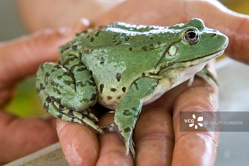 法国INRA专利惰性滋养繁殖蛙图片素材