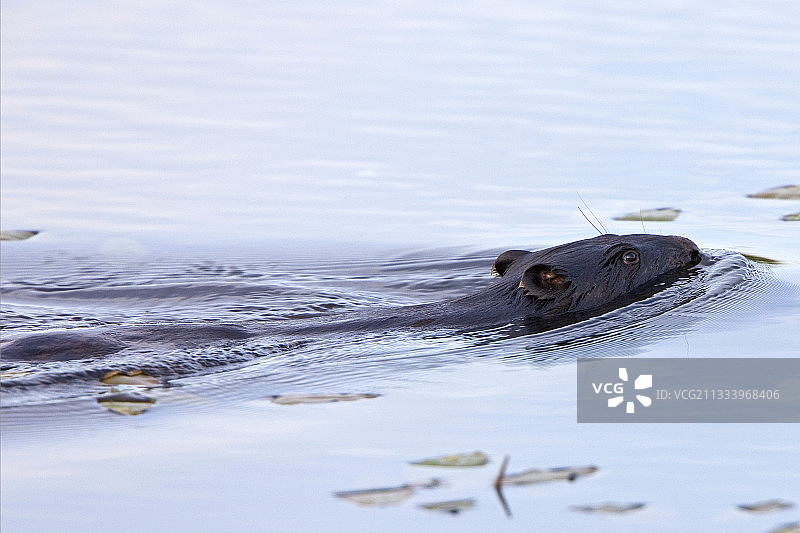 纳雷夫国家公园游泳的欧洲海狸图片素材
