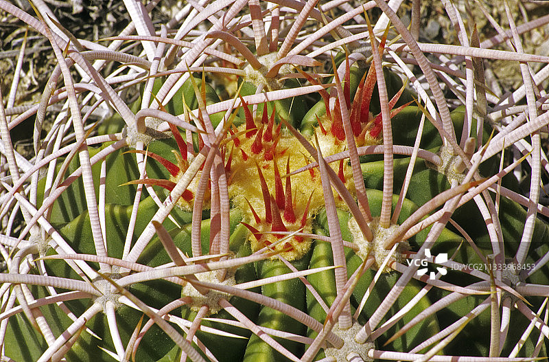 美国加州莫哈维仙人掌特写图片素材