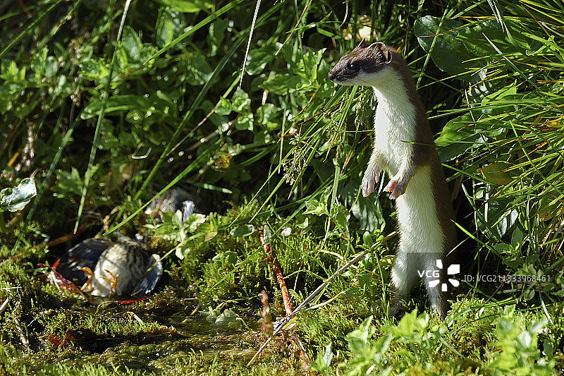 夏季挪威小屋附近的瞭望台上的白鼬图片素材