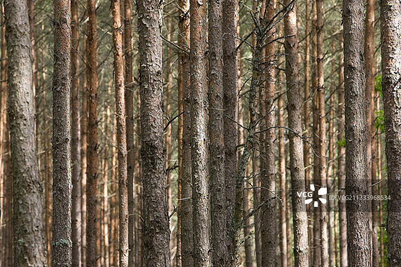 维格里国家公园的苏格兰松树林，波兰图片素材