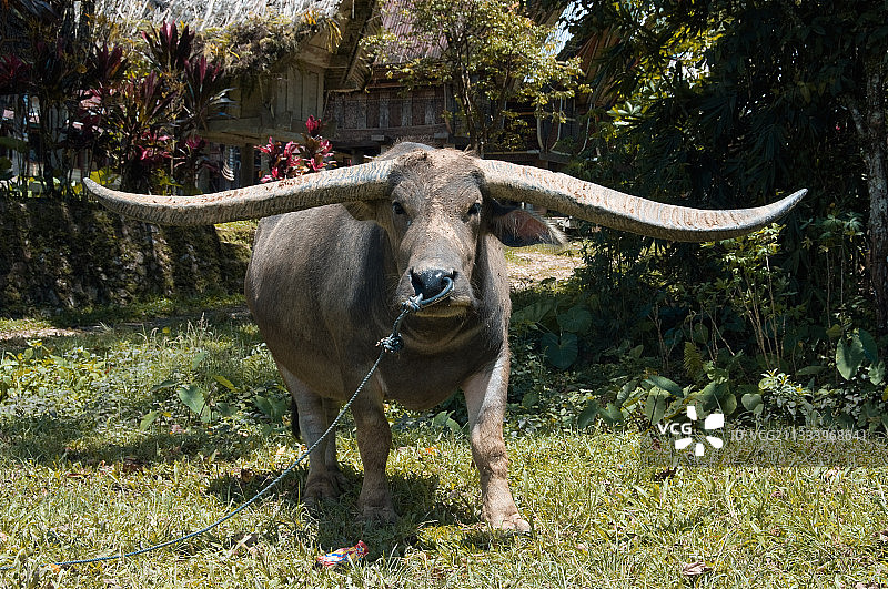 印度尼西亚苏拉威西岛的水牛图片素材
