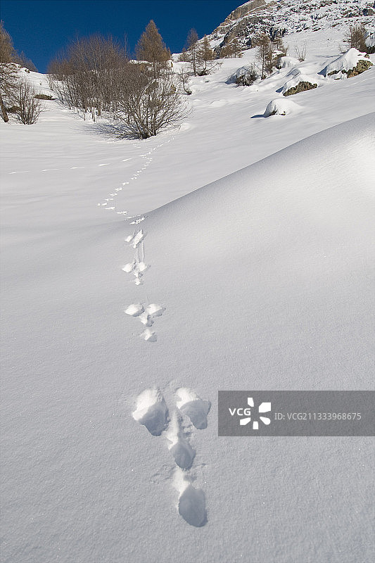 法国埃克兰山区雪地里的山兔足迹图片素材