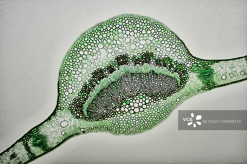 月桂叶横截面图片素材