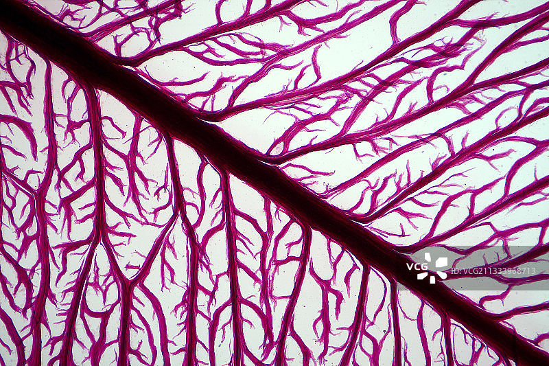 黄杨叶肉组织结构图片素材