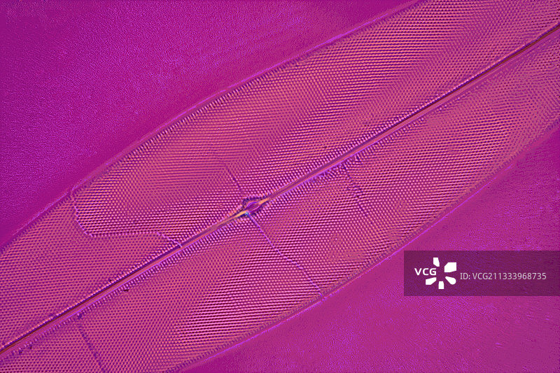 Pleurosigma硅藻图片素材