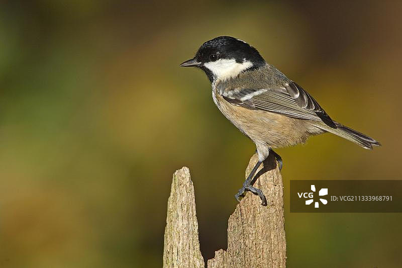 秋季英国的煤山雀肖像图片素材