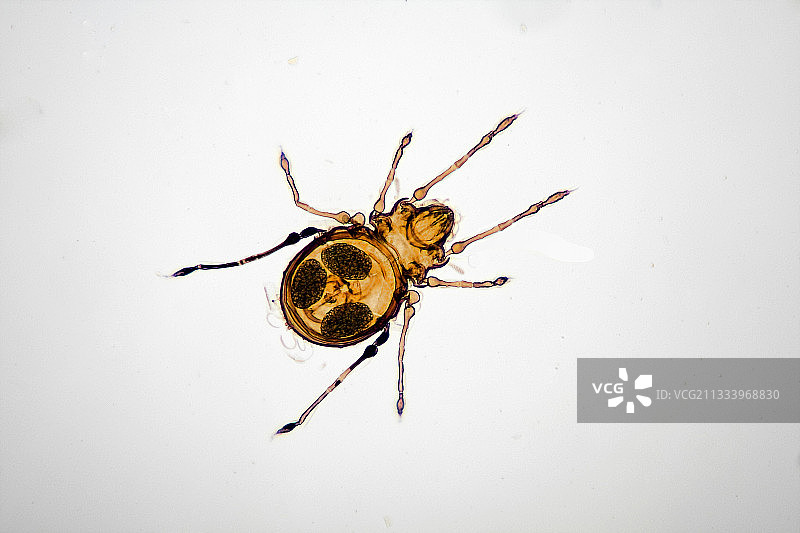 生活在土壤中的小型甲螨图片素材