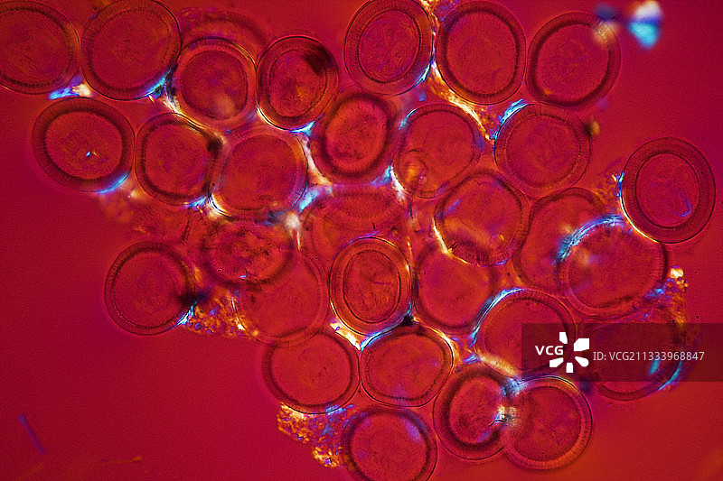 绦虫卵囊尾蚴图片素材