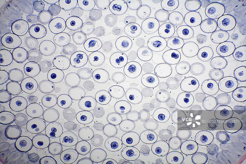 蛔虫卵有丝分裂图片素材