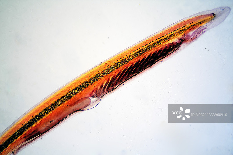 幼小的文昌鱼图片素材