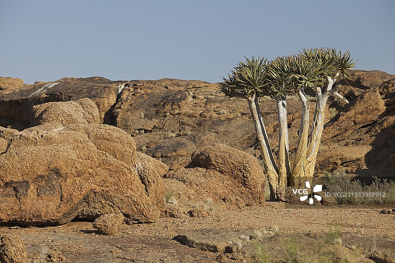 奥格拉比斯瀑布国家公园的箭筒树图片素材