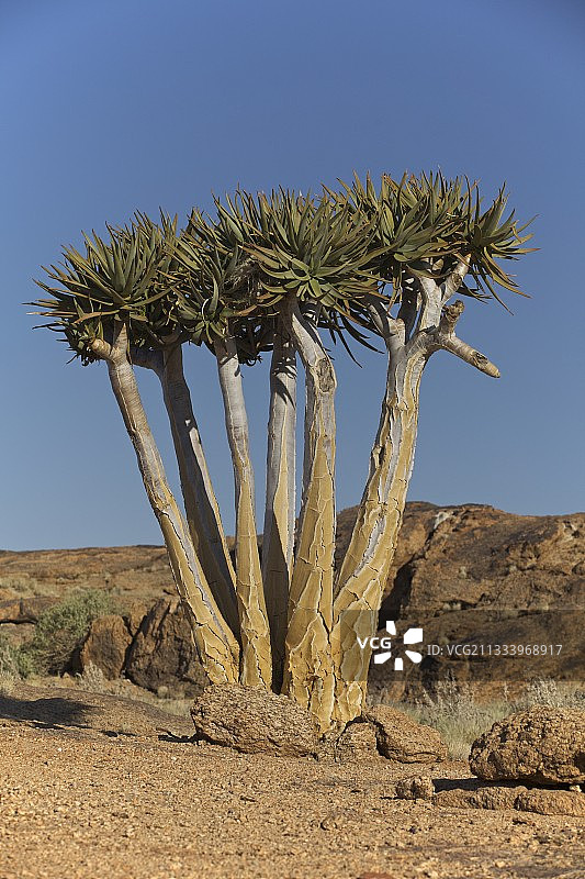 奥格拉比斯瀑布国家公园的箭筒树图片素材