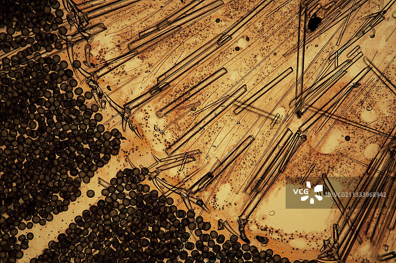 海绵Geodia横截面图片素材